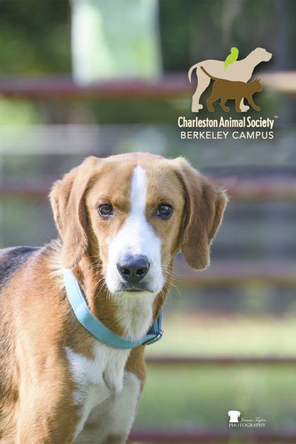 3765b Matrix, a Adoptable mixed breed in North Charleston, SC image 2/3