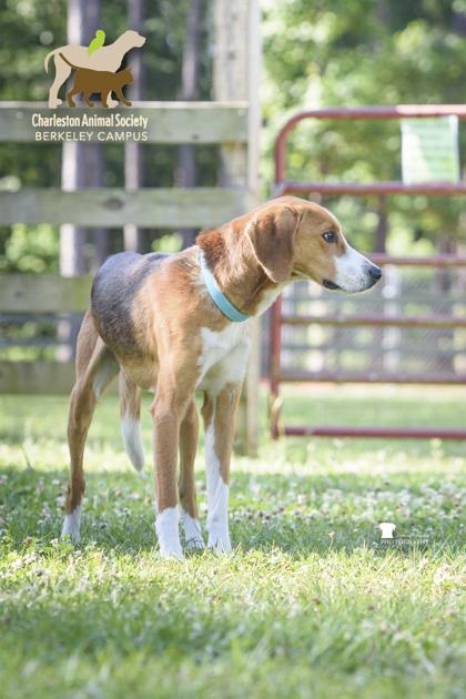 3765b Matrix, a Adoptable mixed breed in North Charleston, SC image 3/3