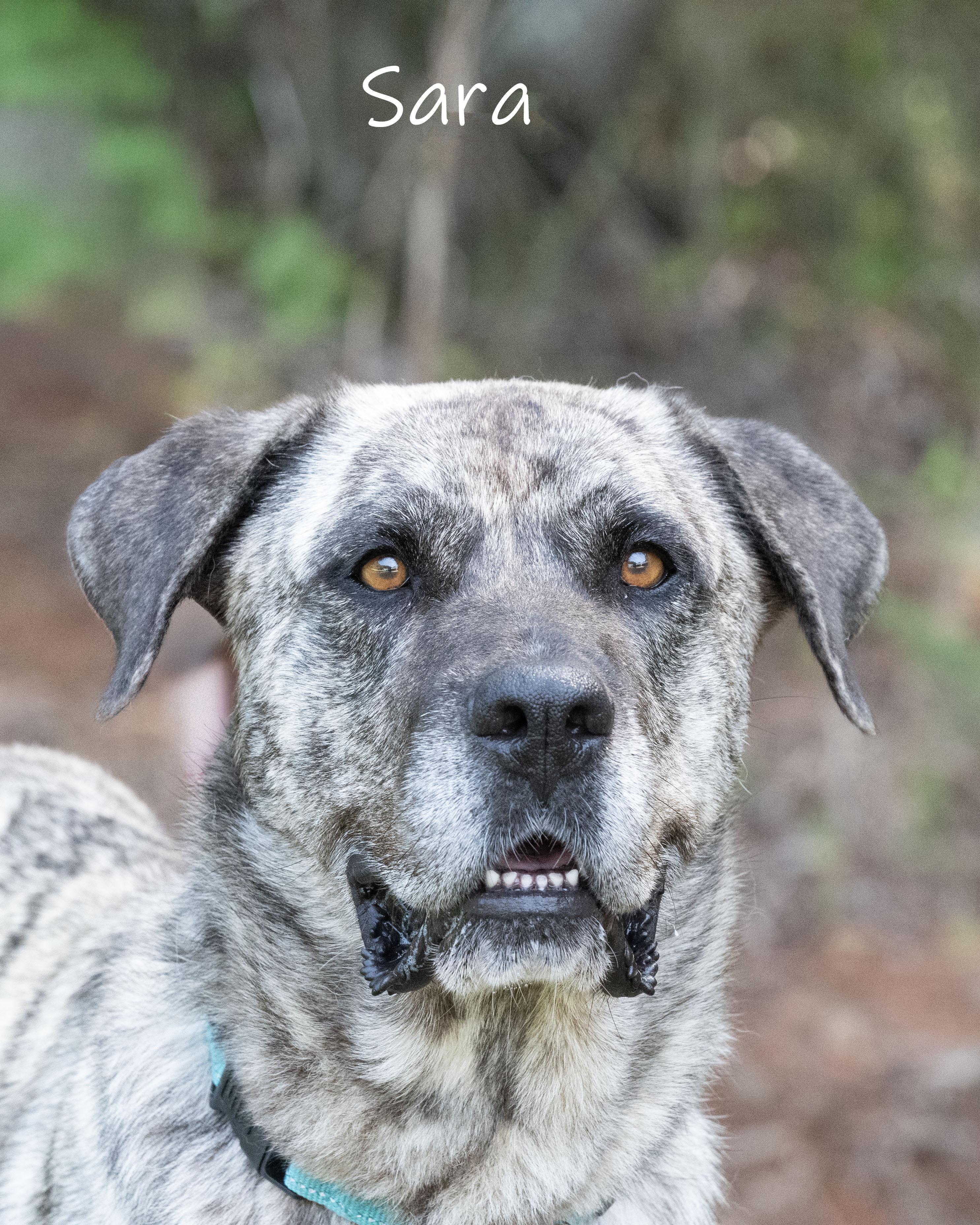 Sara, Adoptable, Young Female Anatolian Shepherd.