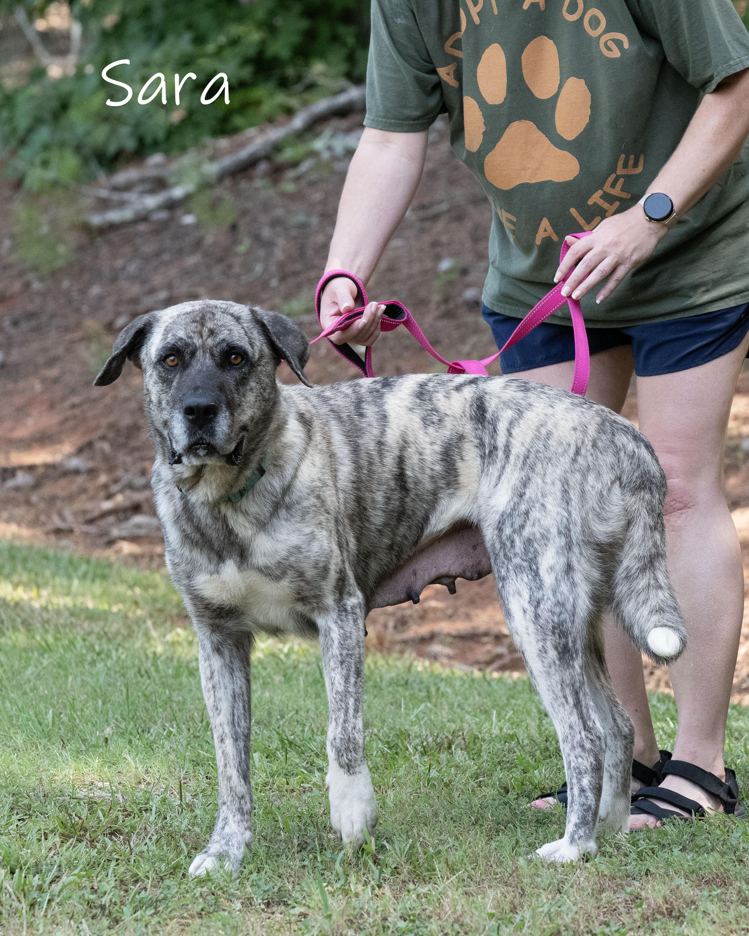 Sara, a Adoptable Anatolian Shepherd in Bishop, GA image 2/5