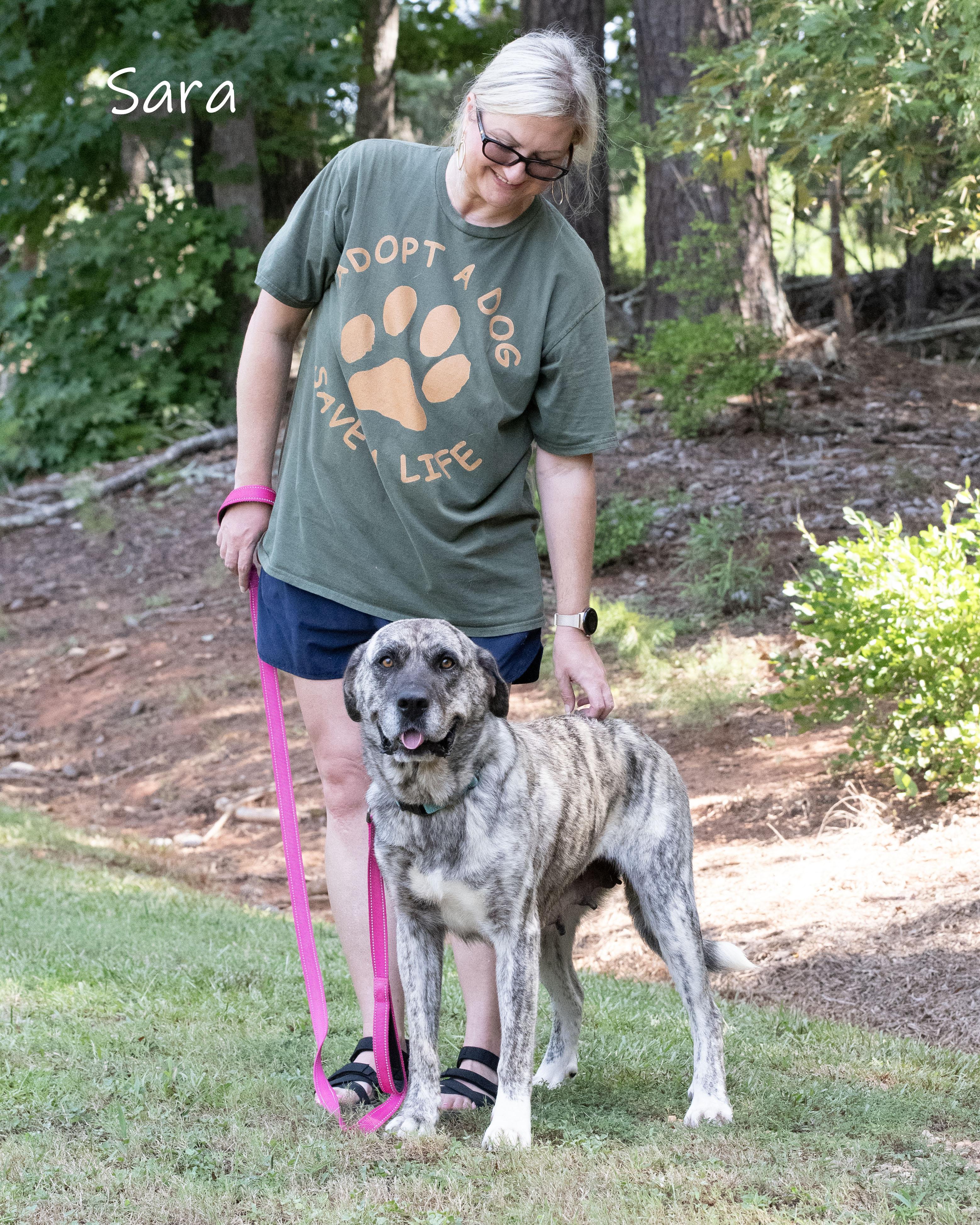 Sara, a Adoptable Anatolian Shepherd in Bishop, GA image 4/5