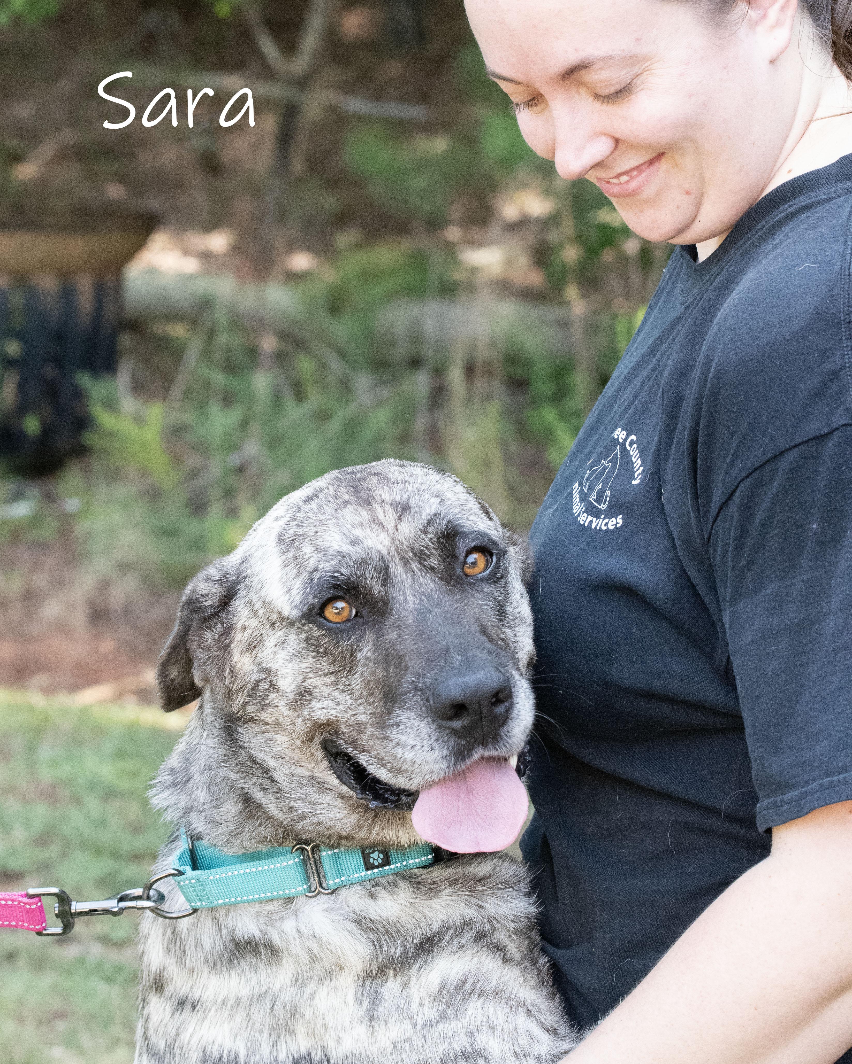 Sara, a Adoptable Anatolian Shepherd in Bishop, GA image 5/5