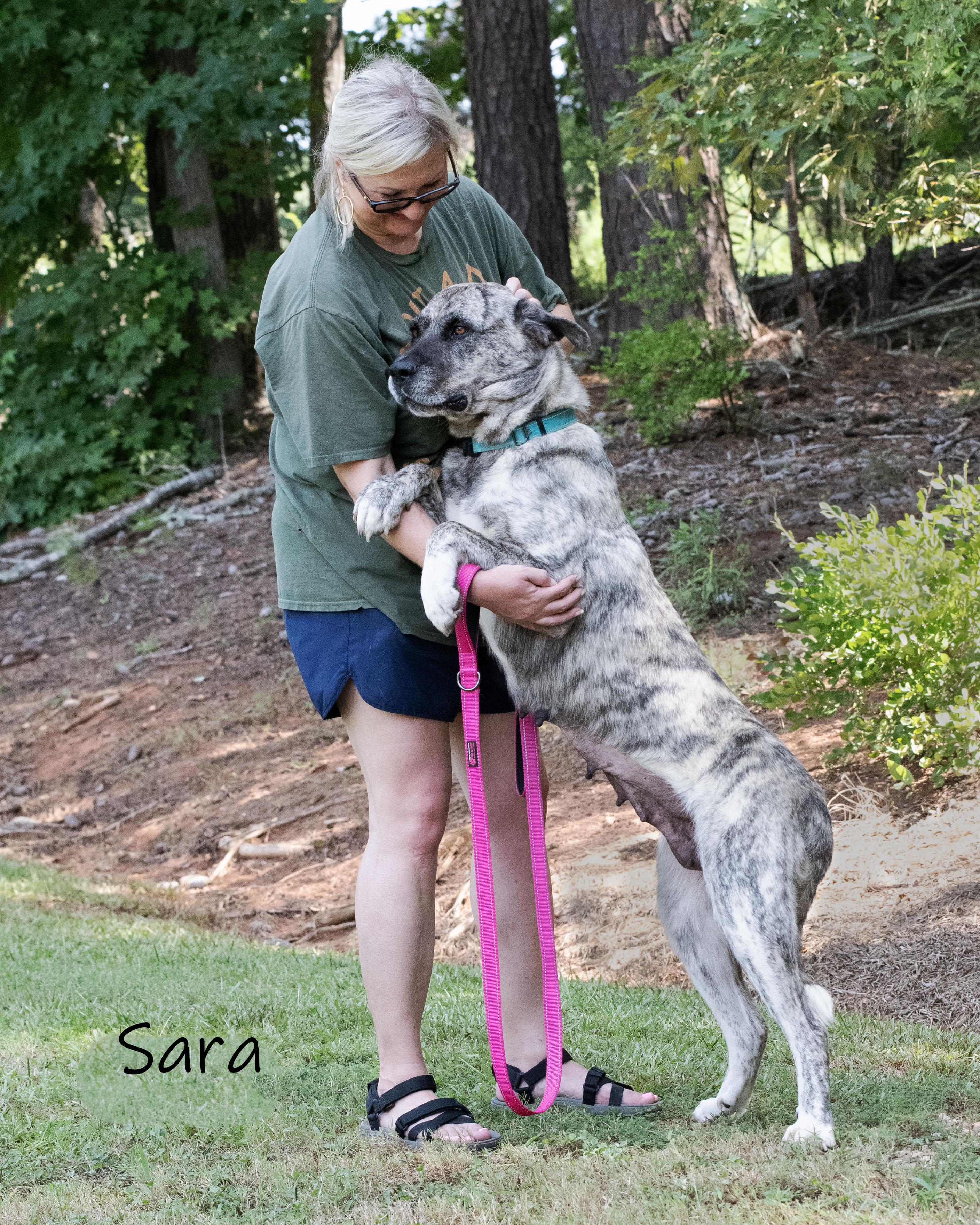 Sara, a Adoptable Anatolian Shepherd in Bishop, GA image 3/5