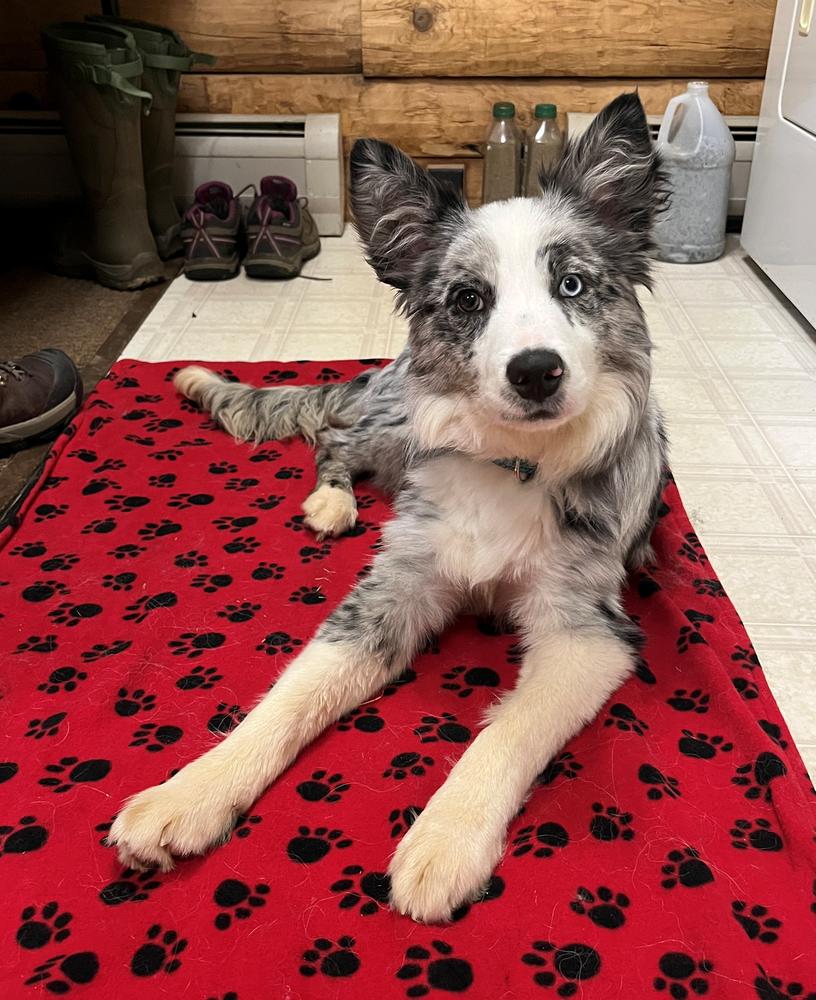 Enlarge Quiz #5192, a Adoptable Border Collie in Newport, NH image 1/6
