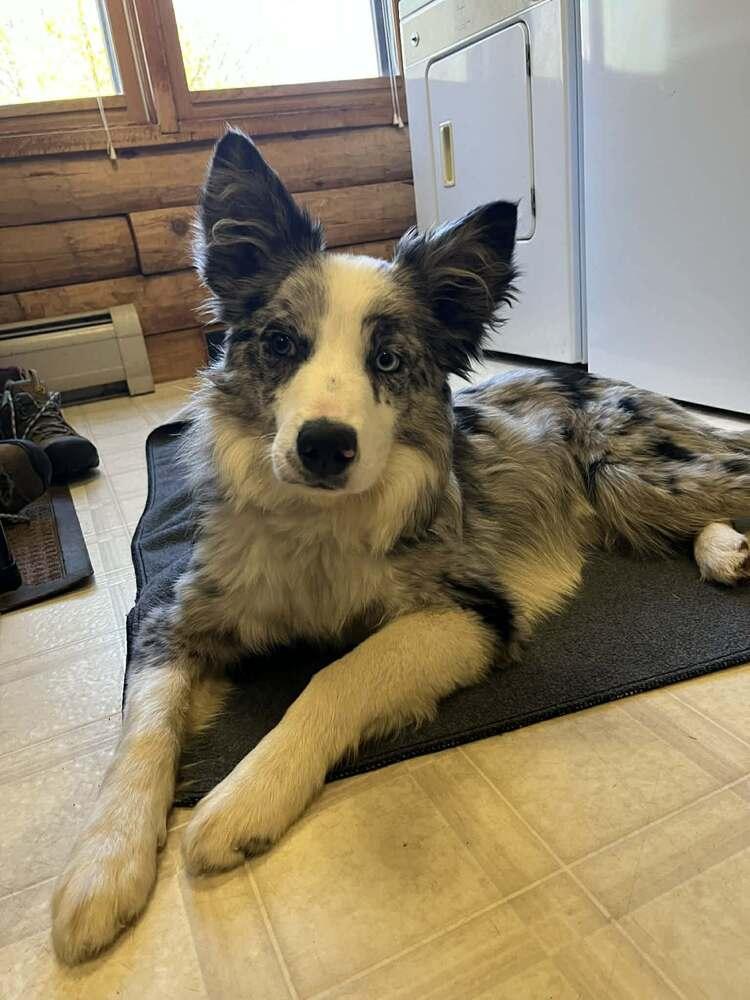 Enlarge Quiz #5192, a Adoptable Border Collie in Newport, NH image 4/6