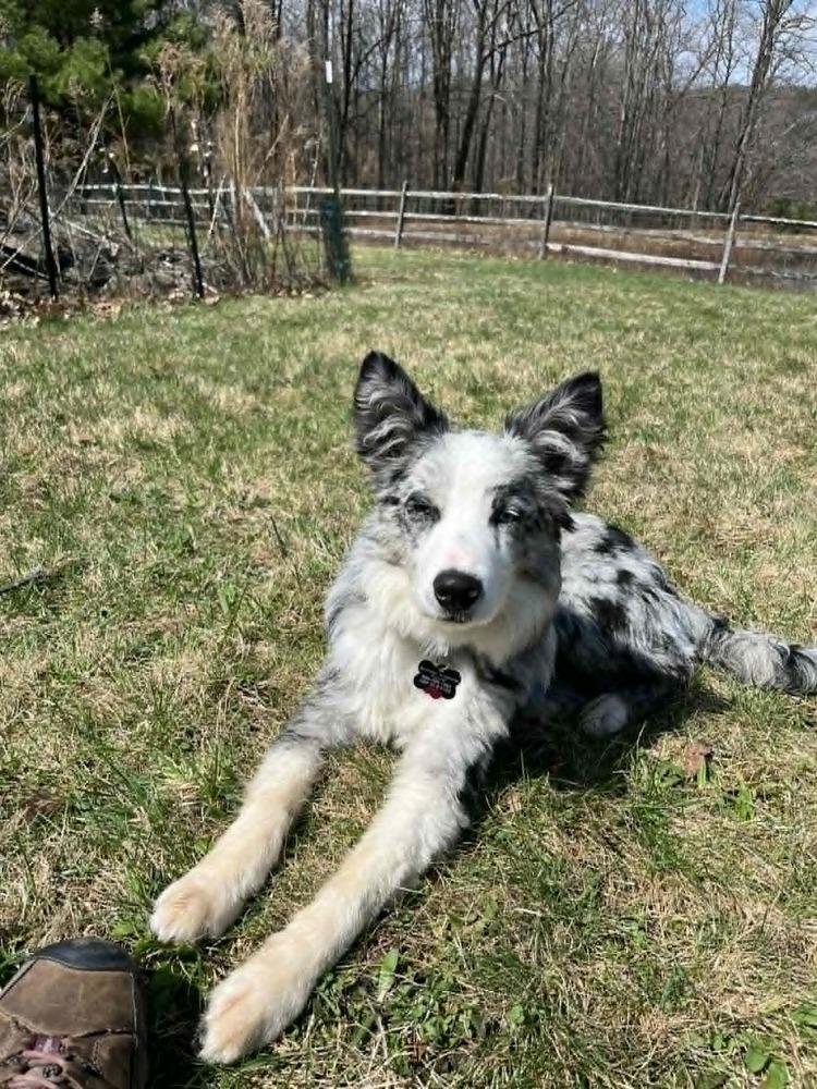 Enlarge Quiz #5192, a Adoptable Border Collie in Newport, NH image 6/6