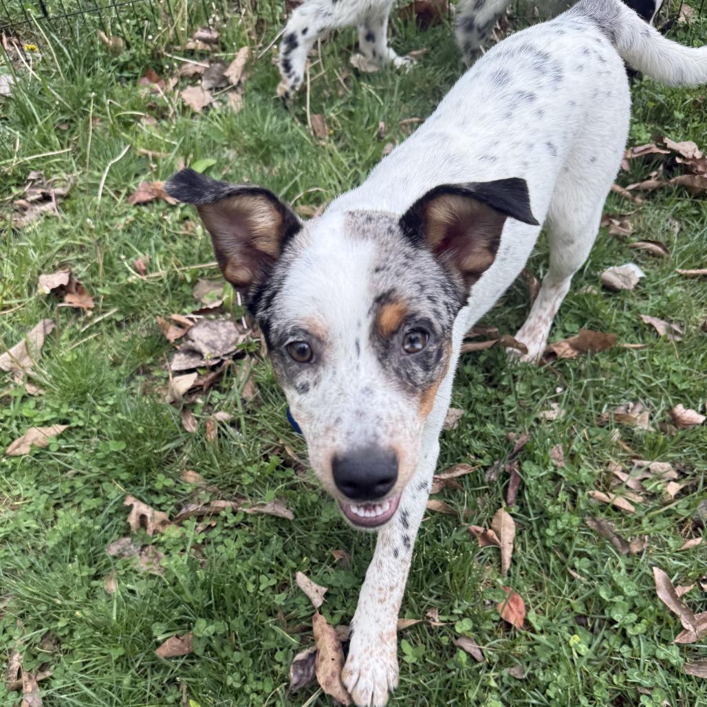 Enlarge Daisy - Dukes of Hazzard Litter, a Adoptable mixed breed in Festus, MO image 1/4