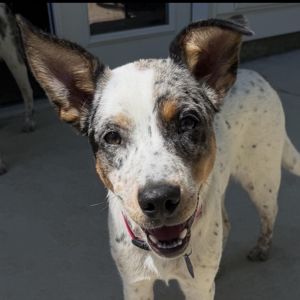 Enlarge Daisy - Dukes of Hazzard Litter, a Adoptable mixed breed in Festus, MO image 2/4