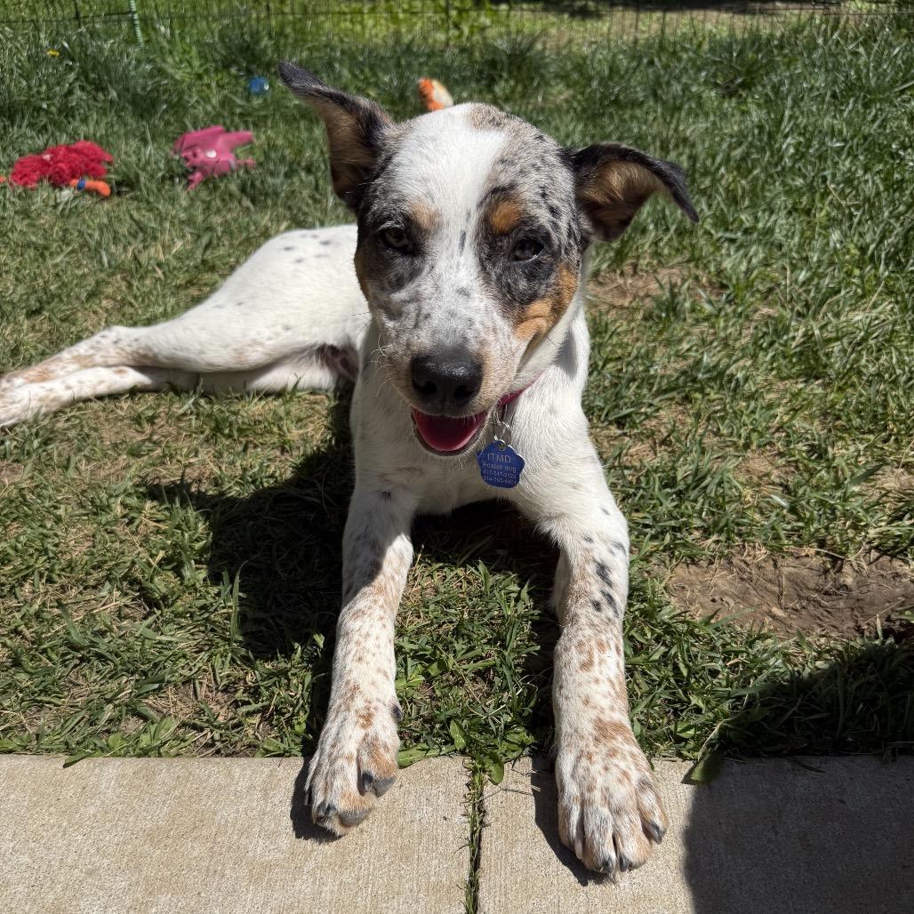 Enlarge Daisy - Dukes of Hazzard Litter, a Adoptable mixed breed in Festus, MO image 3/4