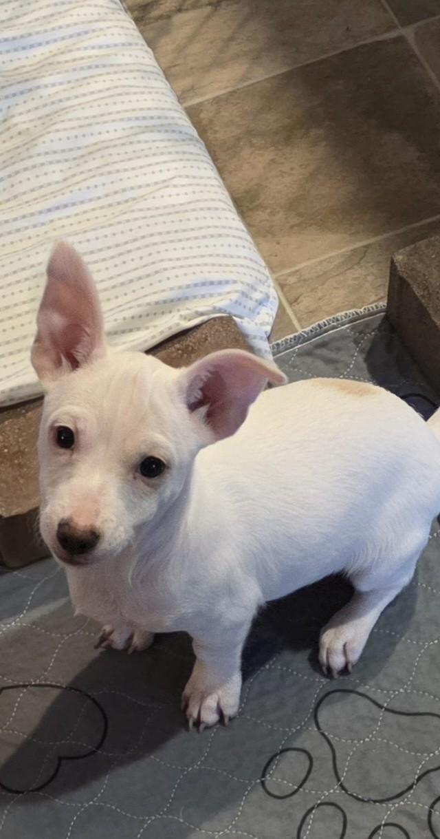 Itsy, ADOPTABLE, Puppy Male Chihuahua & Terrier.