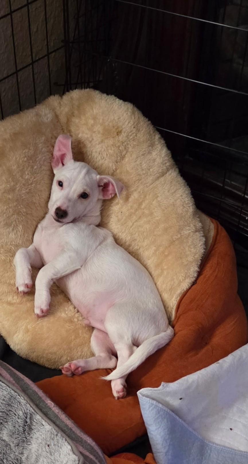 Enlarge Itsy, a ADOPTABLE mixed breed in Oakdale, CA image 2/4