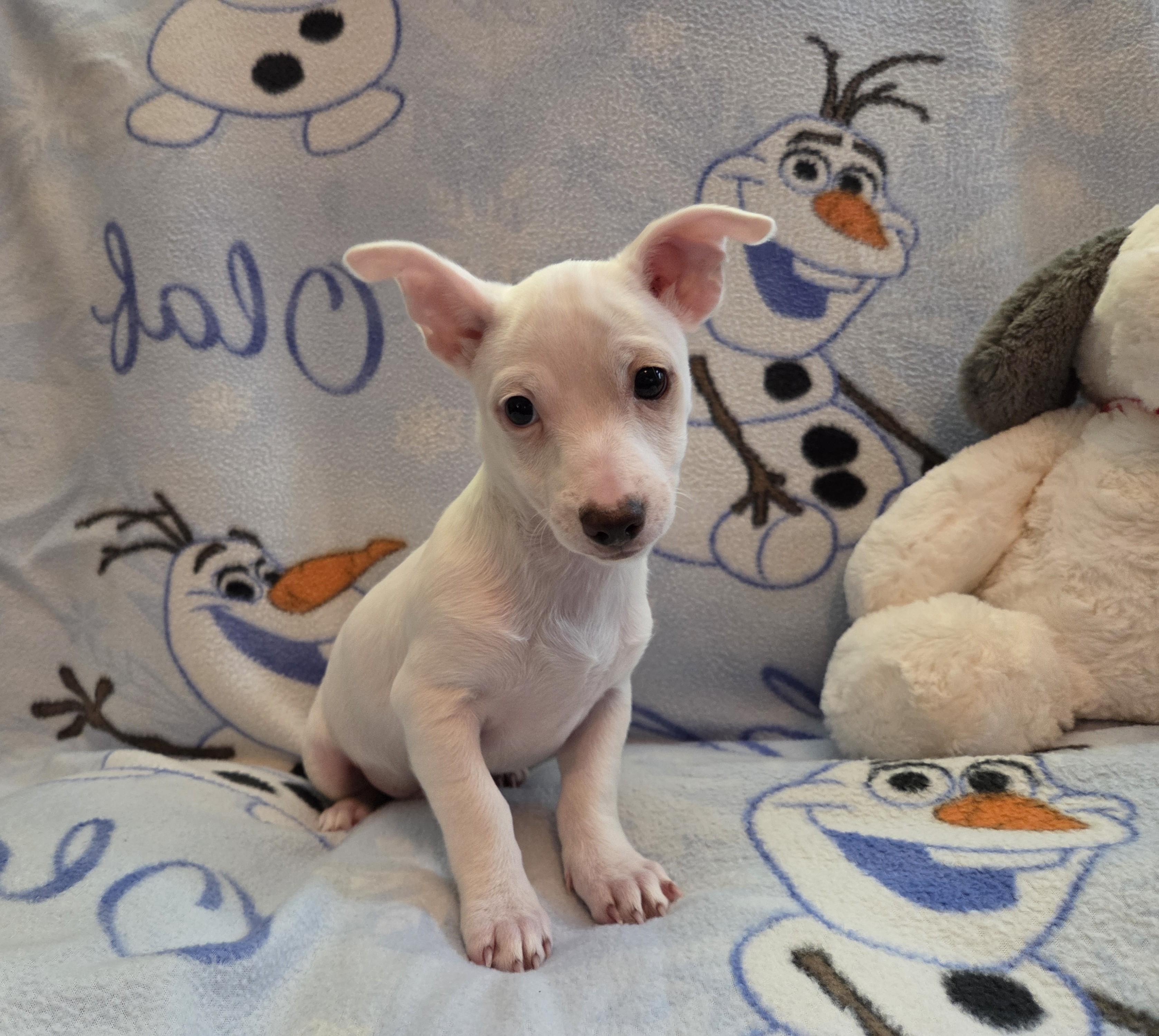 Itsy, a ADOPTABLE mixed breed in Oakdale, CA image 2/4