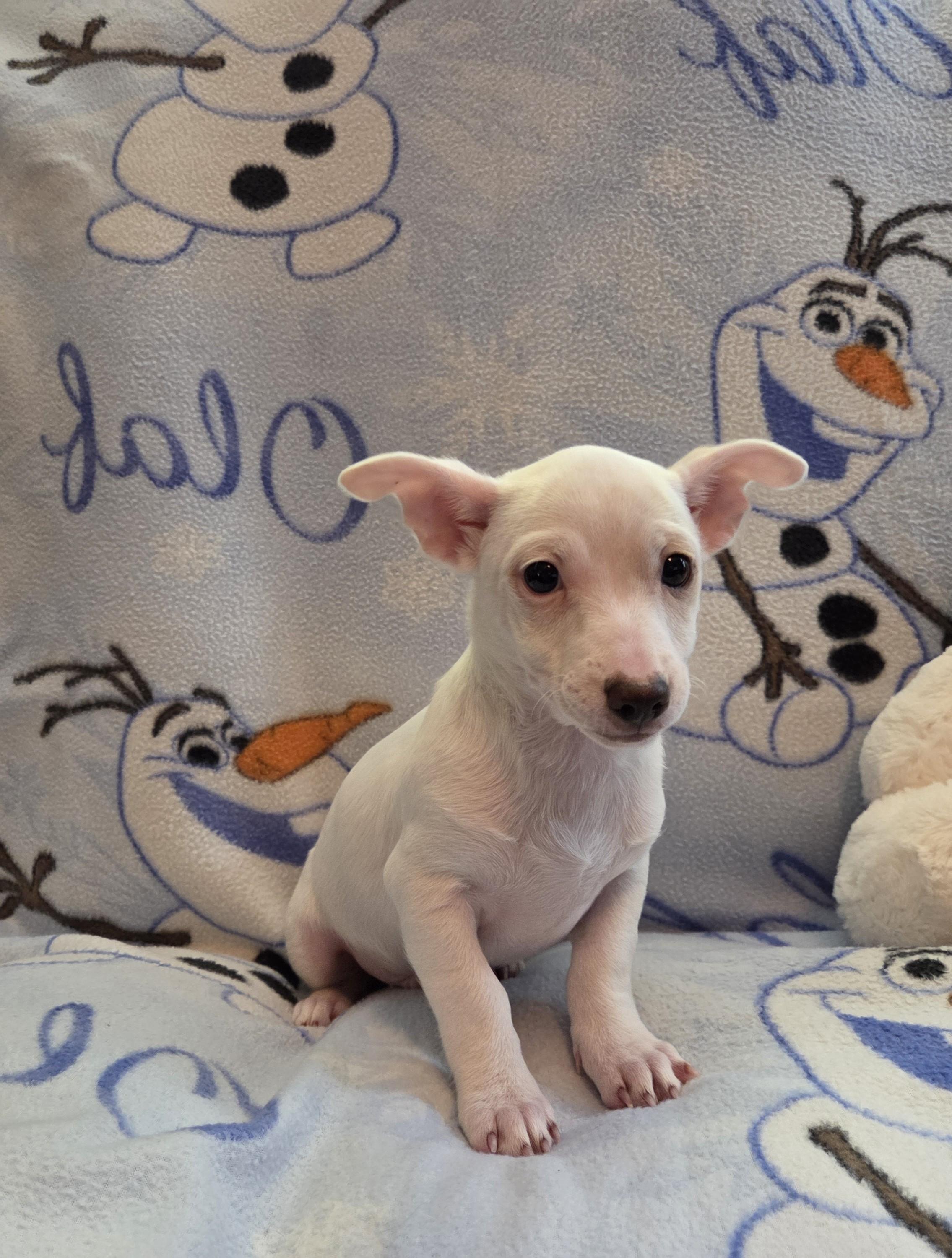 Itsy, a ADOPTABLE mixed breed in Oakdale, CA image 3/4