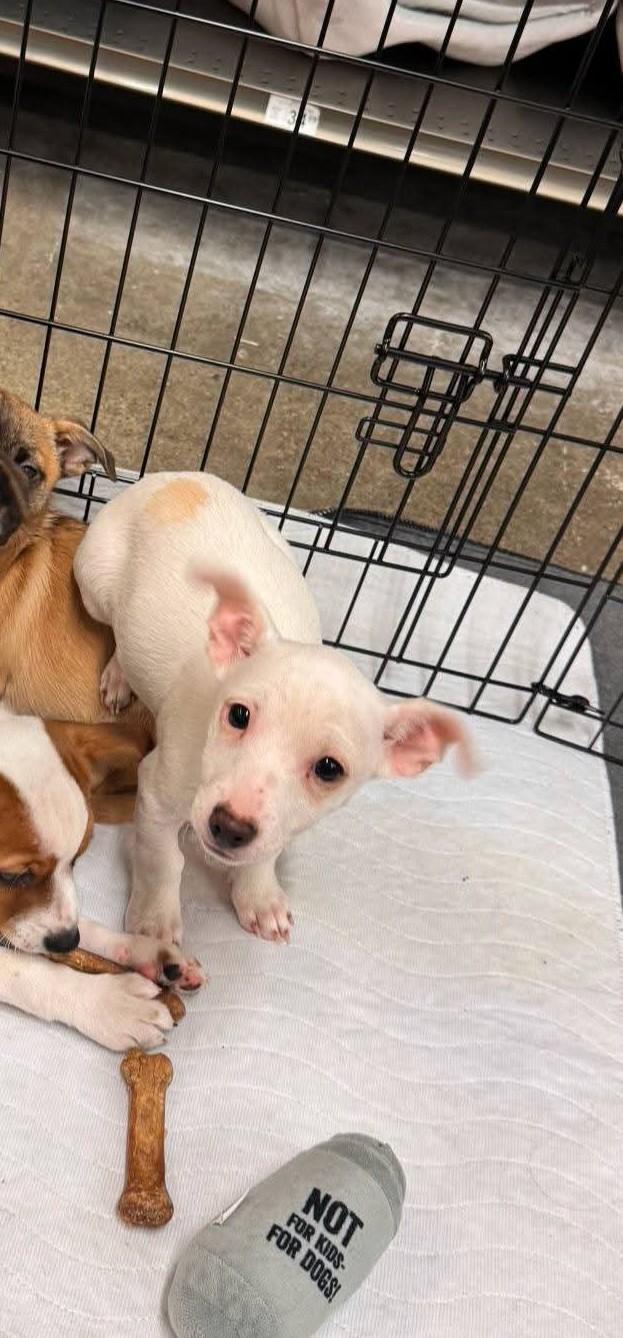 Itsy, a ADOPTABLE mixed breed in Oakdale, CA image 4/4