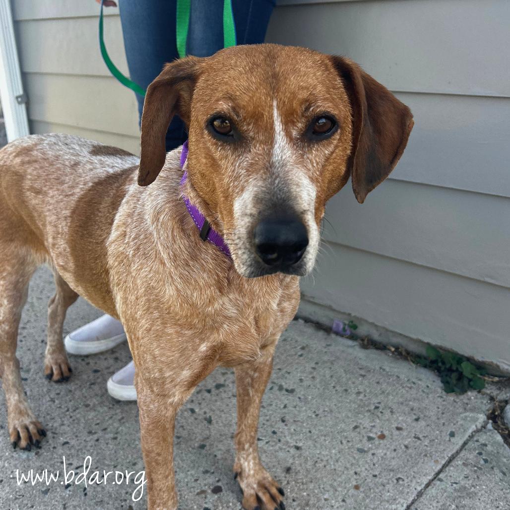 Enlarge Sassy, a Adoptable mixed breed in Cheyenne, WY image 1/6