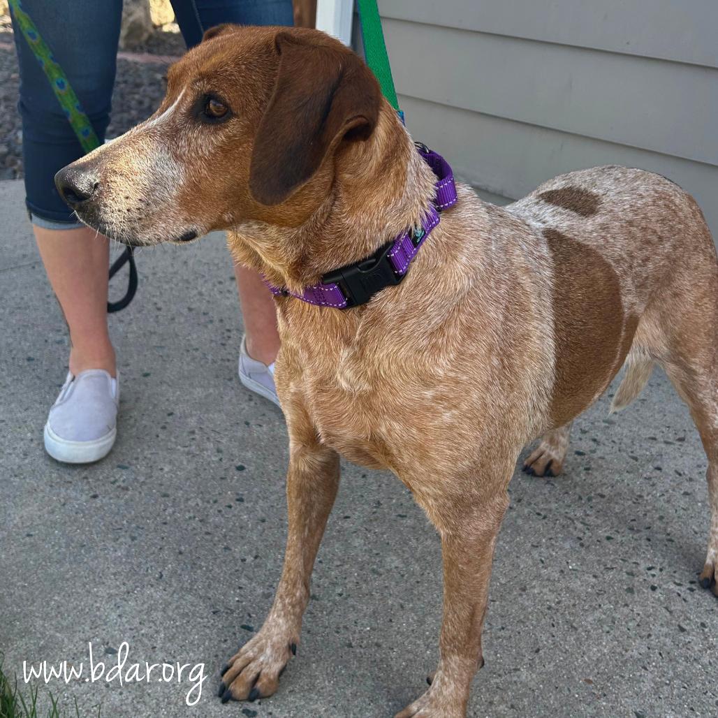 Enlarge Sassy, a Adoptable mixed breed in Cheyenne, WY image 2/6