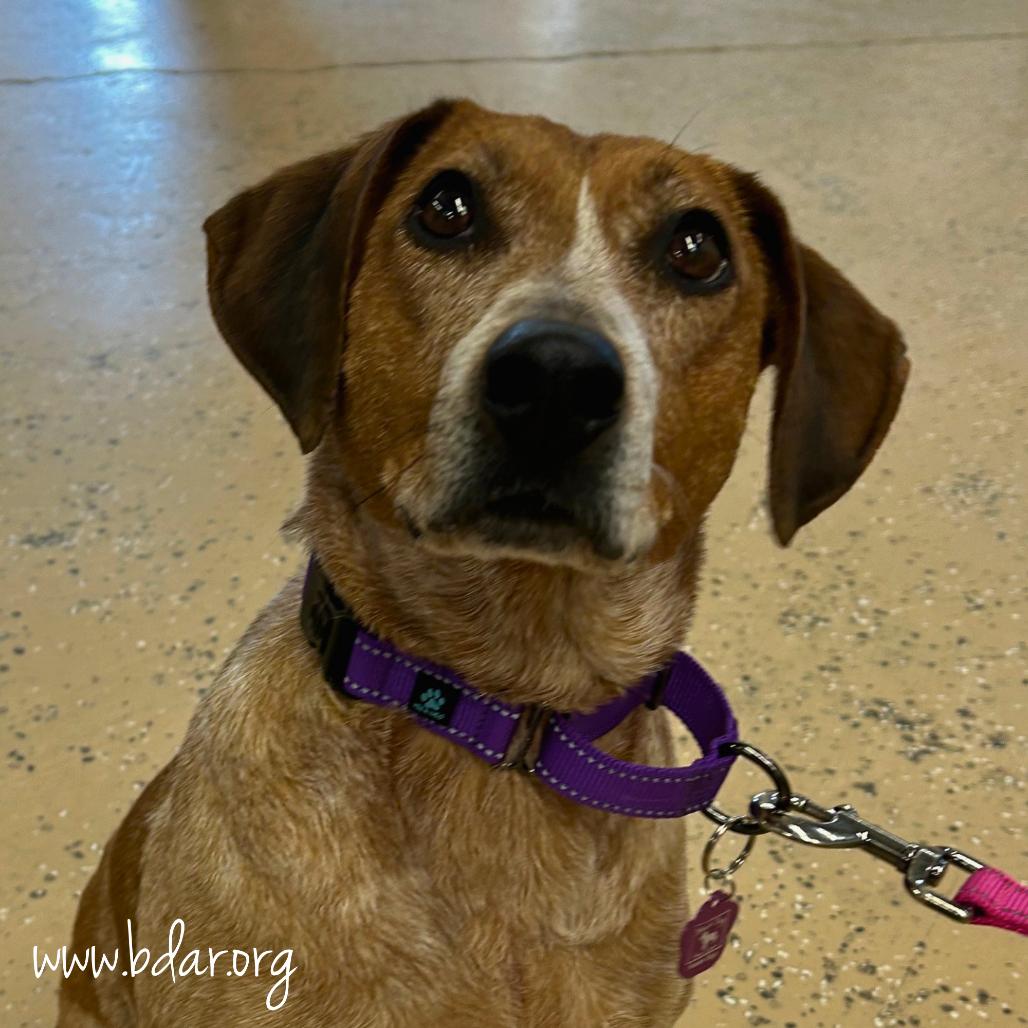 Enlarge Sassy, a Adoptable mixed breed in Cheyenne, WY image 3/6