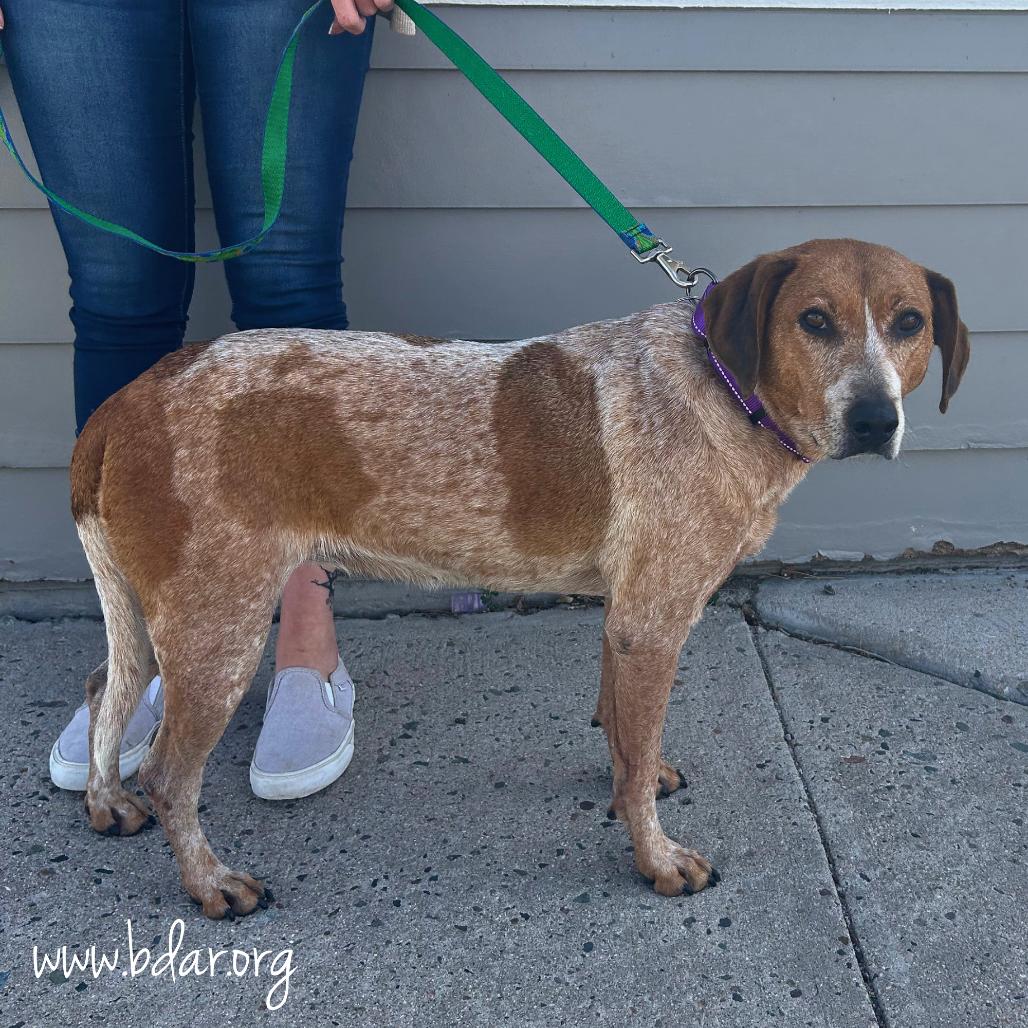 Enlarge Sassy, a Adoptable mixed breed in Cheyenne, WY image 4/6