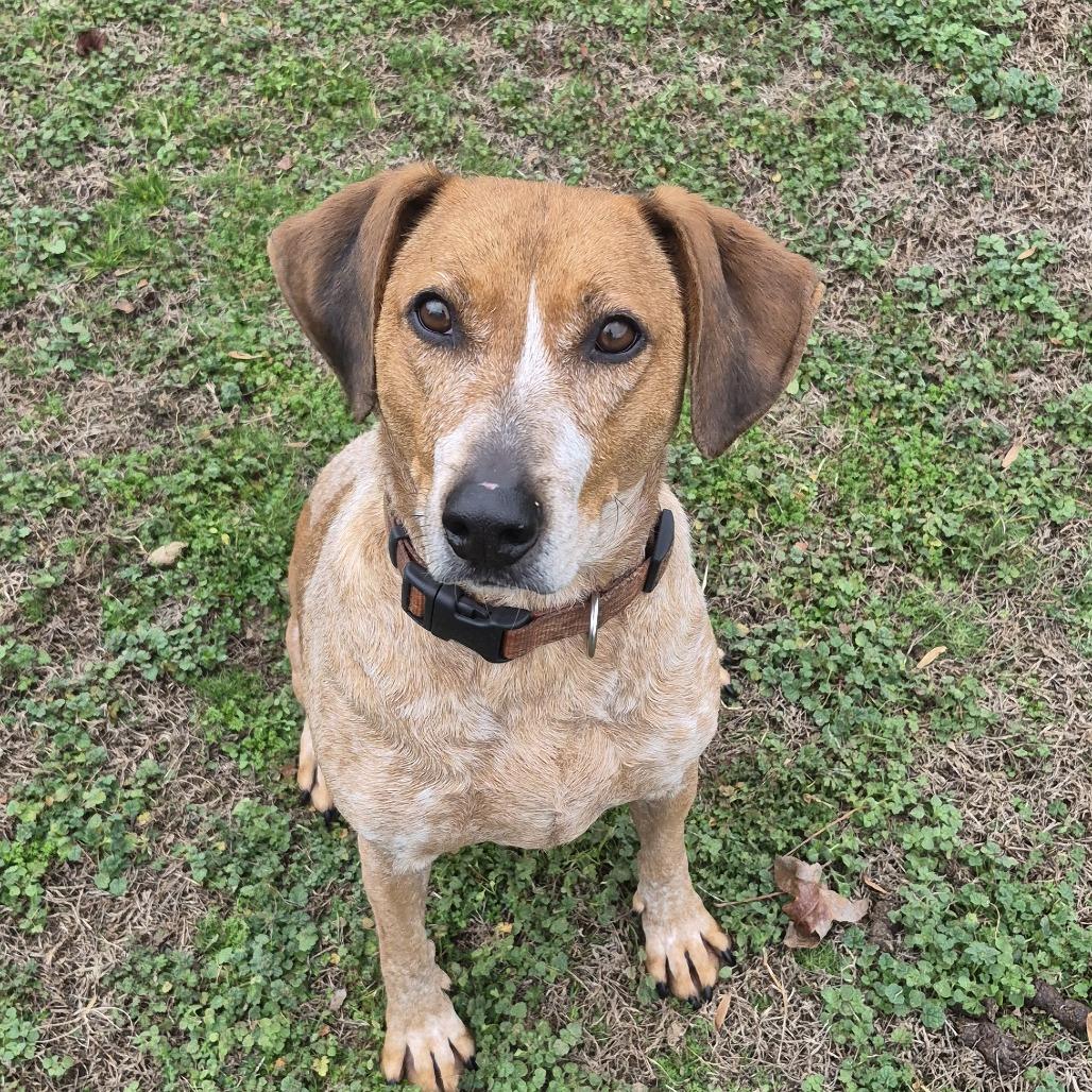 Enlarge Sassy, a Adoptable mixed breed in Cheyenne, WY image 5/6
