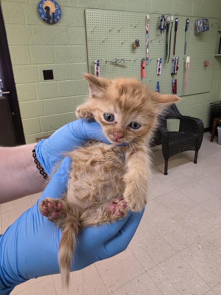 Enlarge Icabod, a Adoptable mixed breed in Burnsville, NC image 1/1