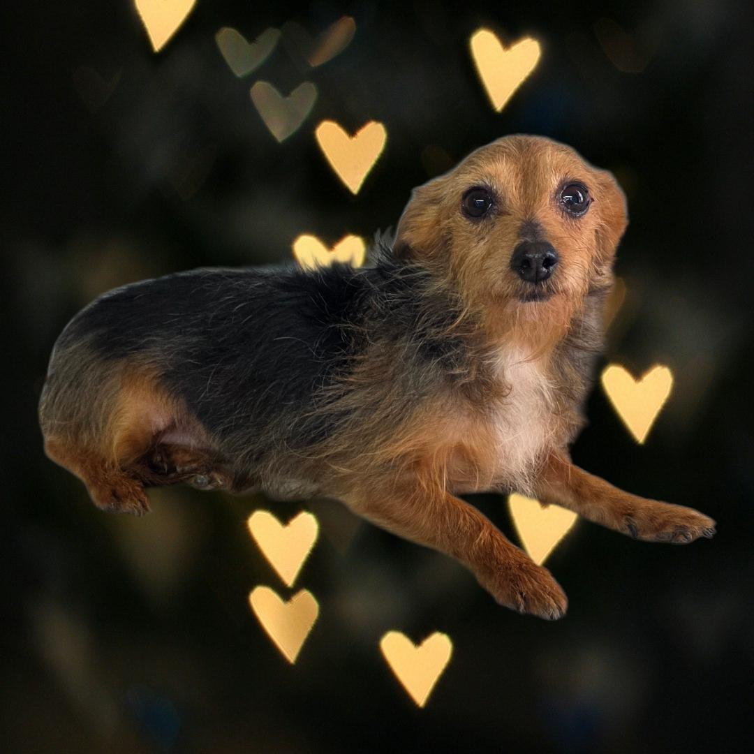 Mildred, ADOPTABLE, Adult Female Yorkshire Terrier.