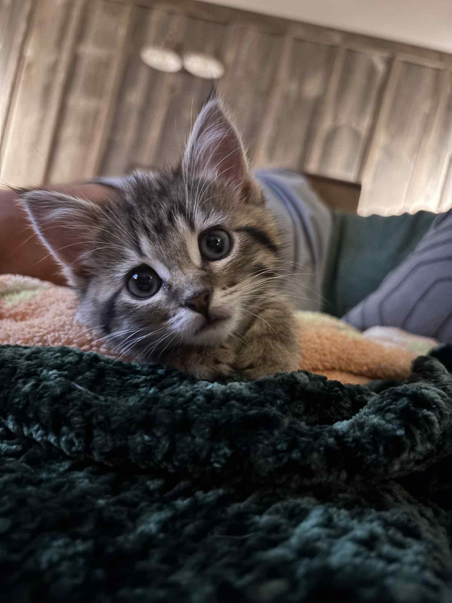 Enlarge Marie, a Adopted Tabby in West Des Moines, IA image 1/6