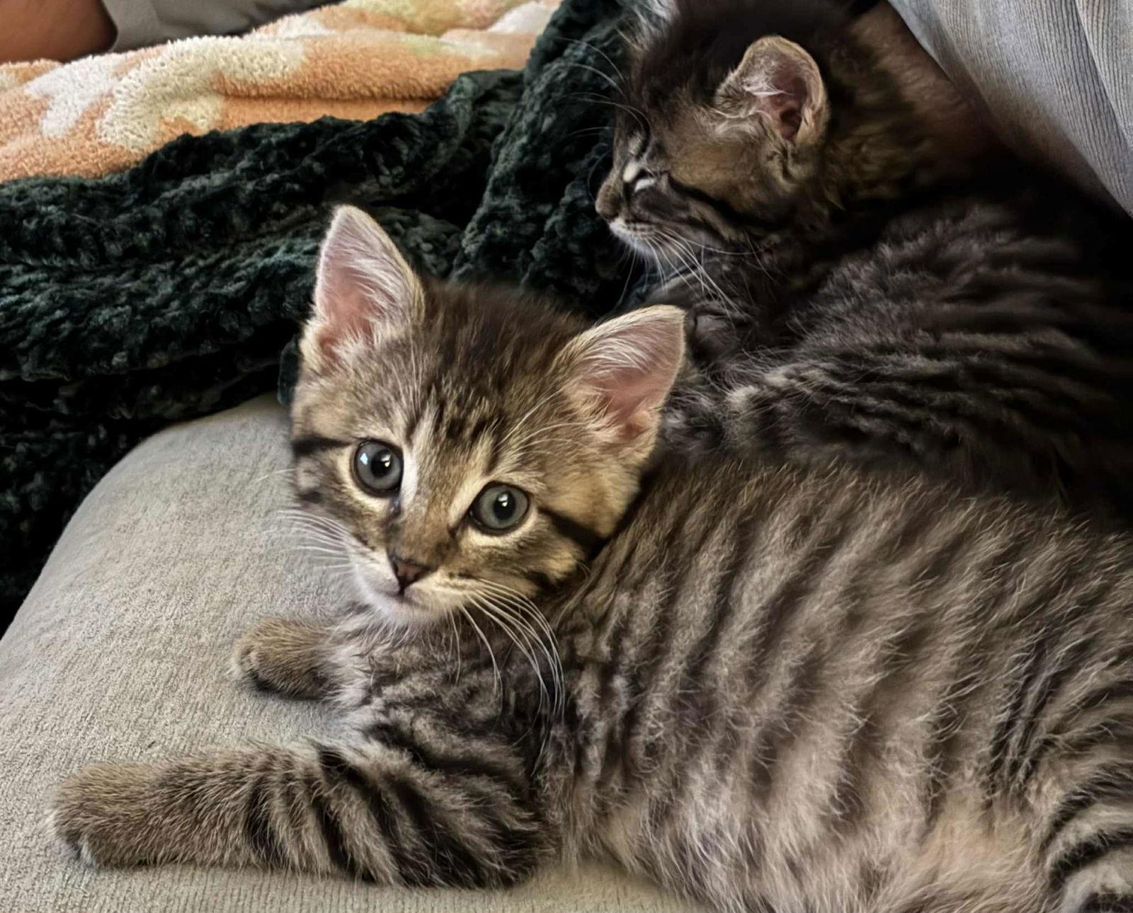 Enlarge Marie, a Adopted Tabby in West Des Moines, IA image 3/6