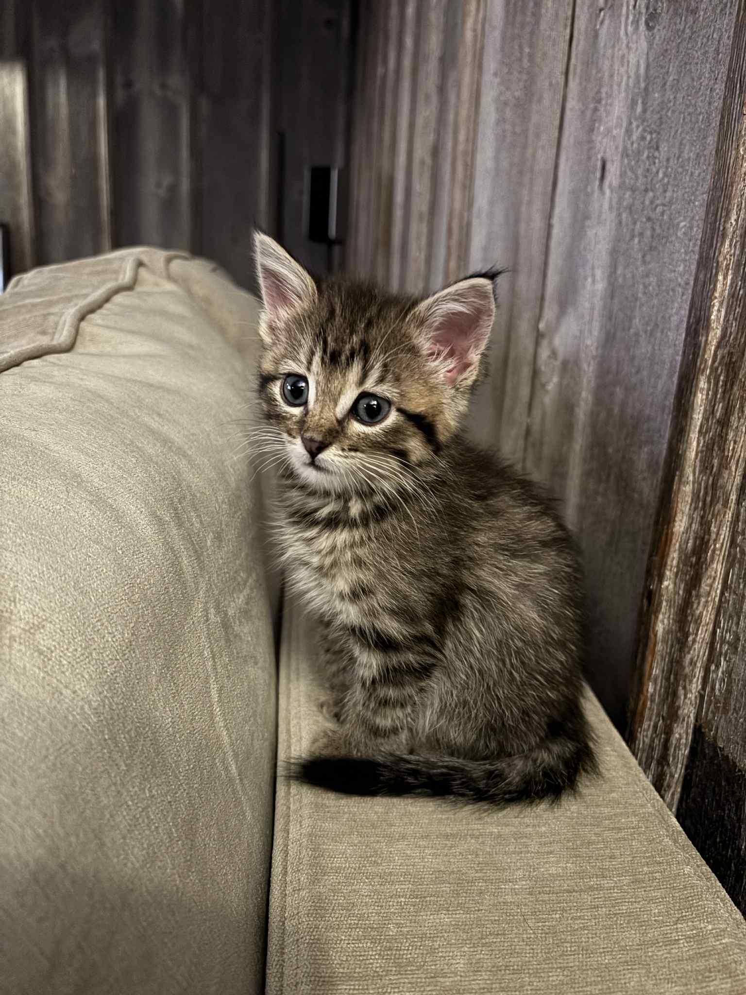 Enlarge Marie, a Adopted Tabby in West Des Moines, IA image 2/3