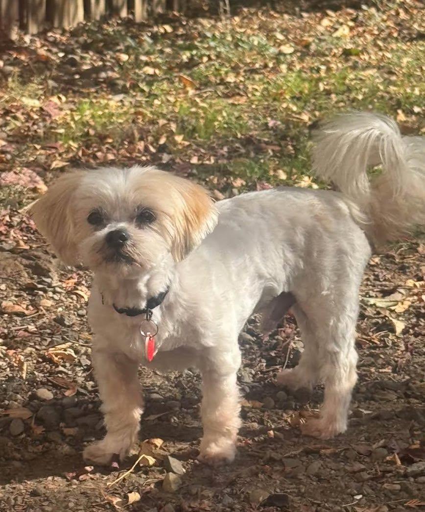 Enlarge Scooby, a Adopted mixed breed in Portland, OR image 3/4