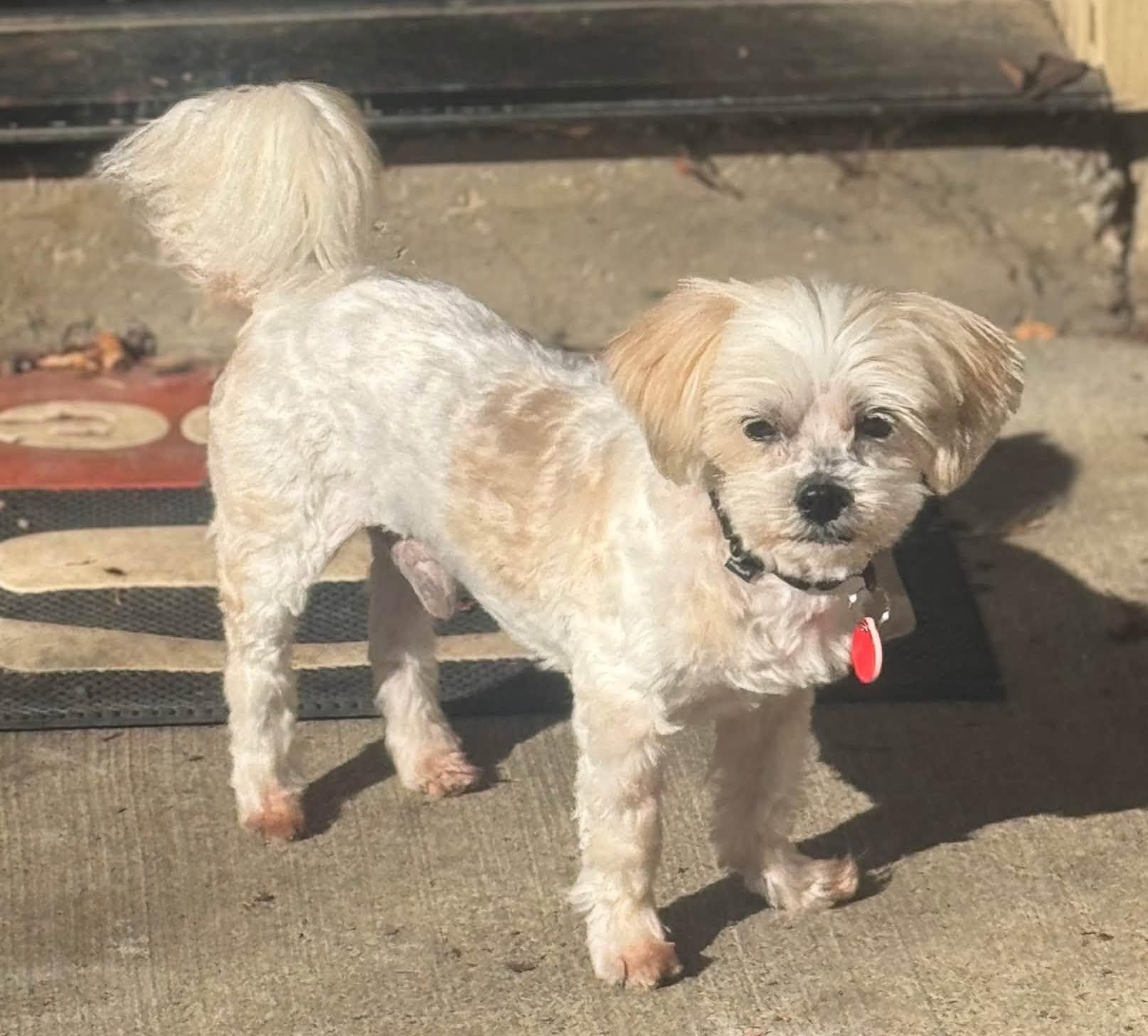 Enlarge Scooby, a Adopted mixed breed in Portland, OR image 4/4