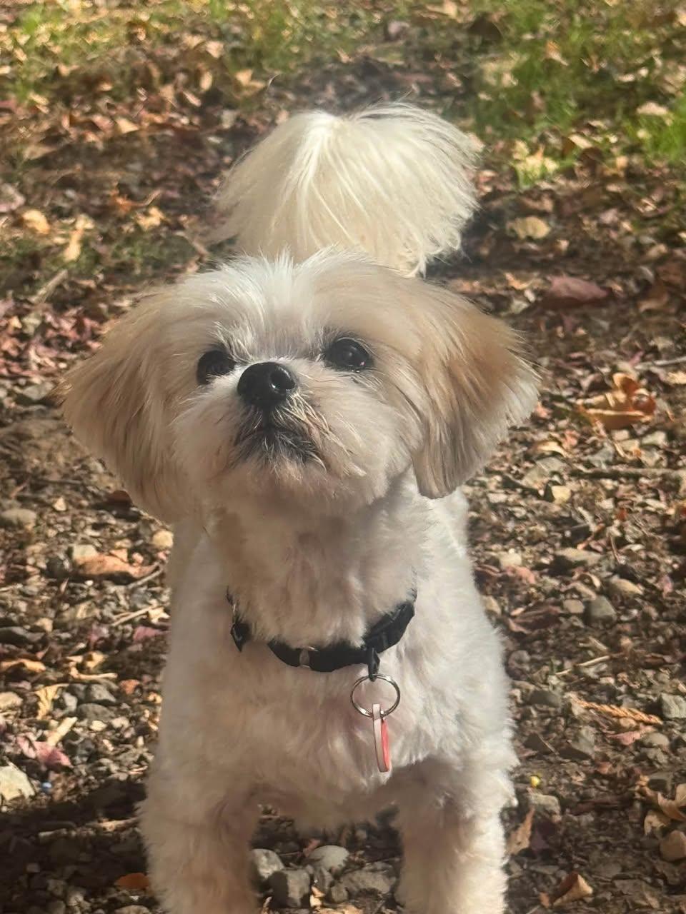 Scooby, Adopted, Adult Male Shih Tzu.