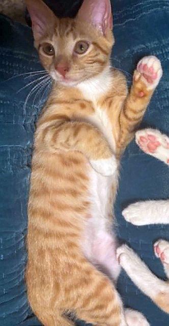 DUCKY, a Adoptable Domestic Short Hair in Powder Springs, GA image 2/2
