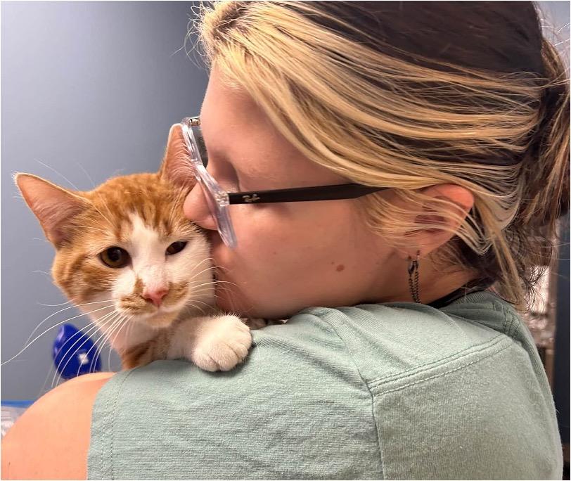 Enlarge Jax, a Adopted Tabby in Cincinnati, OH image 2/2