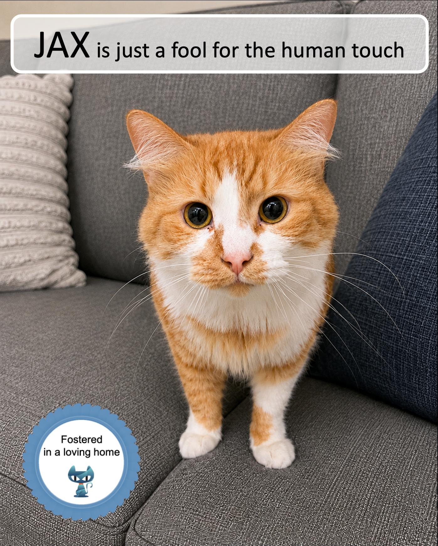Jax, ADOPTABLE, Young Male Tabby.