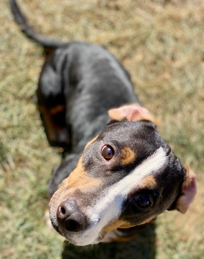Mickey, a Adoptable mixed breed in Urbandale, IA image 1/3