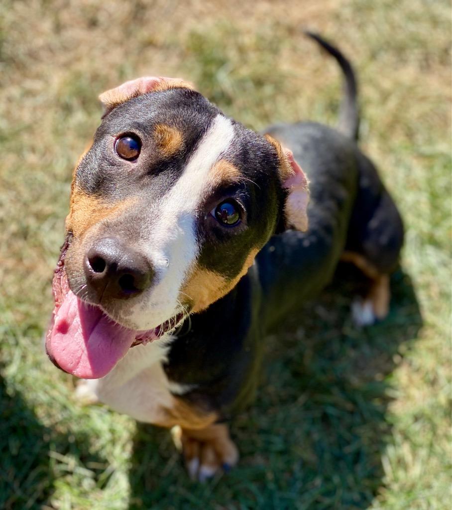 Mickey, a Adoptable mixed breed in Urbandale, IA image 2/3