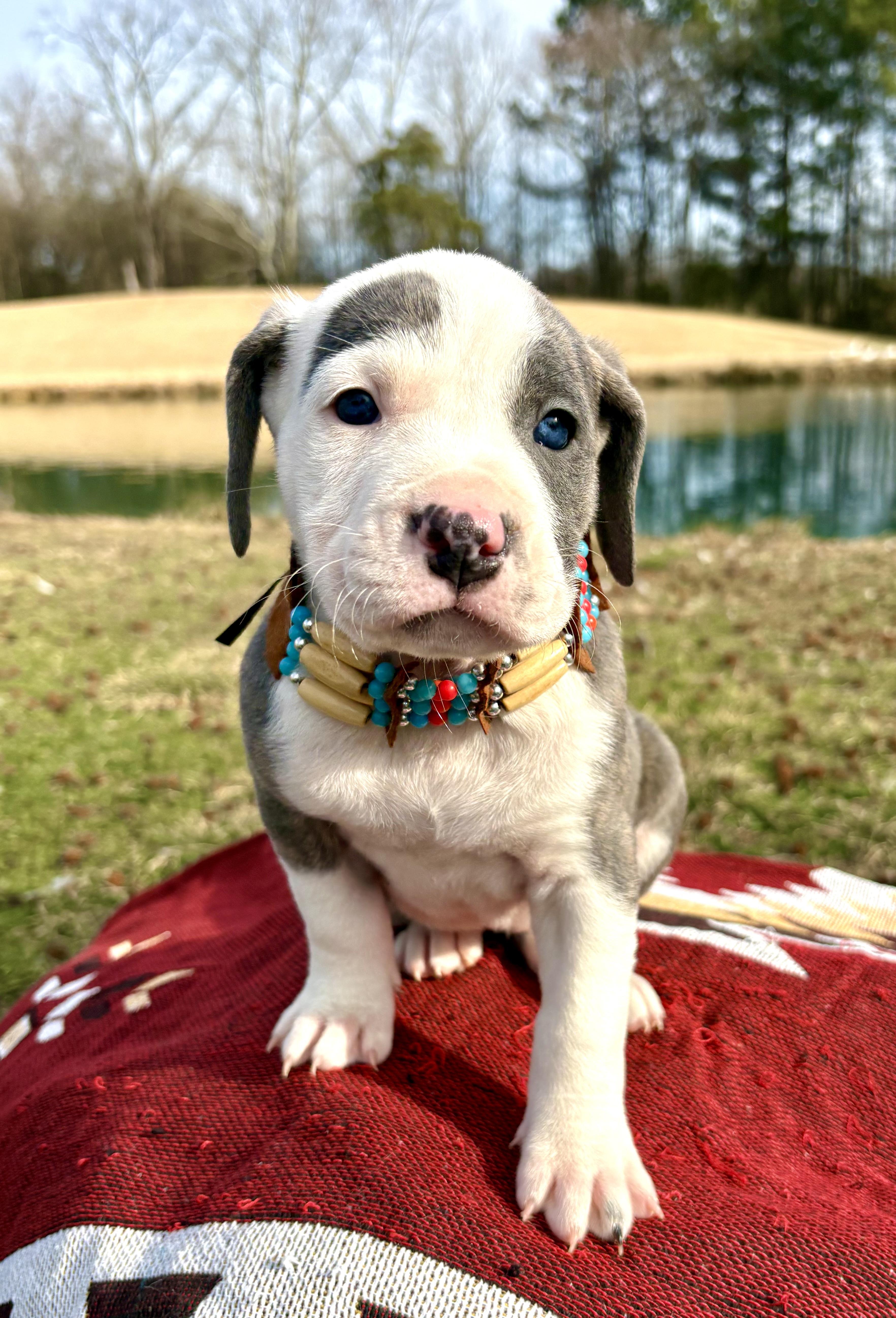 Enlarge Skye, an adopted mixed breed in Pittsboro, NC image 4/5