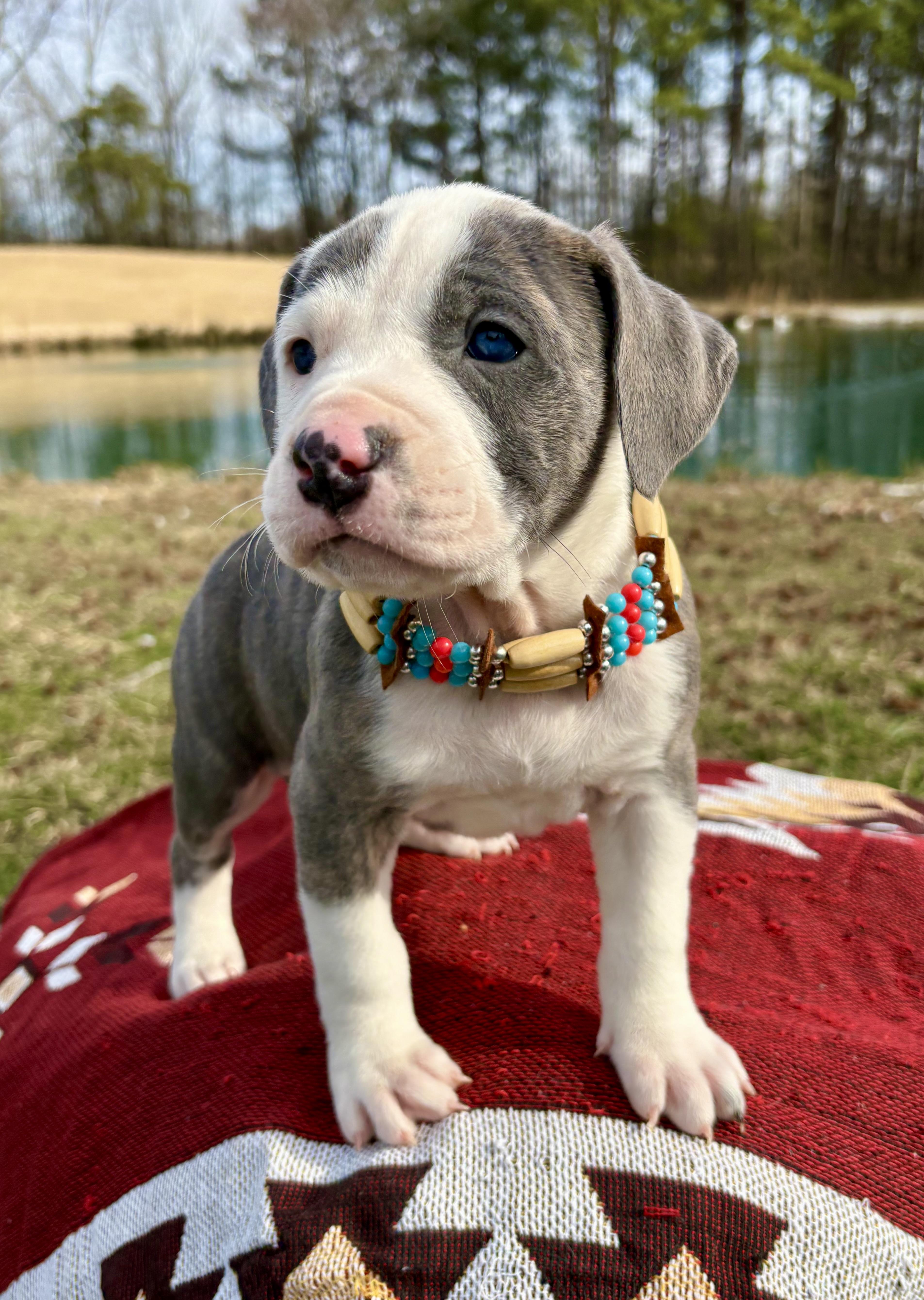 Skye, adopted, Puppy Female American Staffordshire Terrier & Pit Bull Terrier.