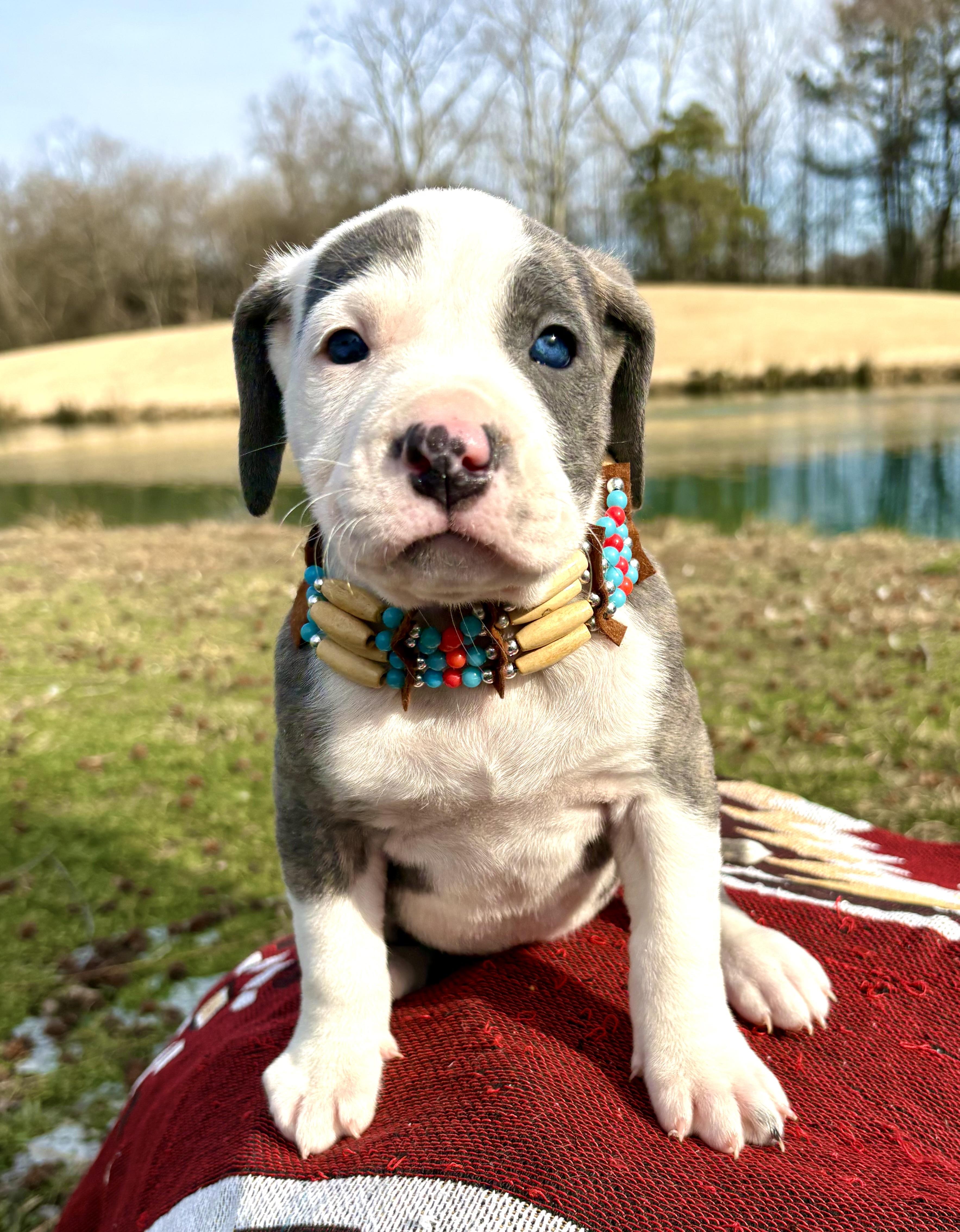 Enlarge Skye, an adopted mixed breed in Pittsboro, NC image 5/5