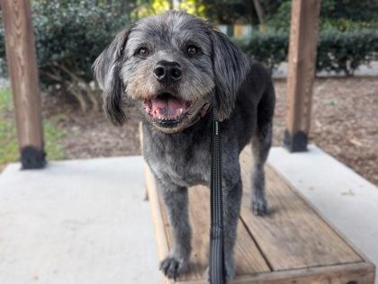 Harry, Adoptable, Adult Male Terrier & Mixed Breed.