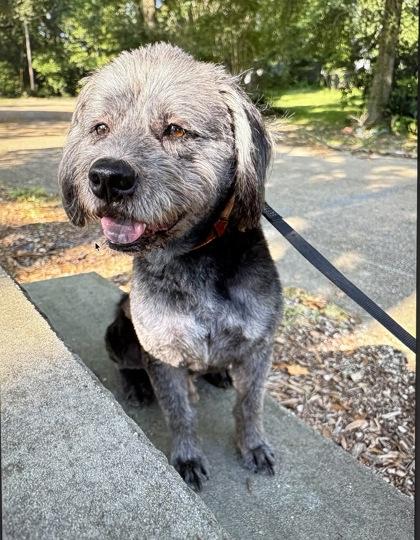 Enlarge Harry, a Adoptable mixed breed in New Orleans, LA image 2/3
