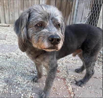 Enlarge Harry, a Adoptable mixed breed in New Orleans, LA image 3/3