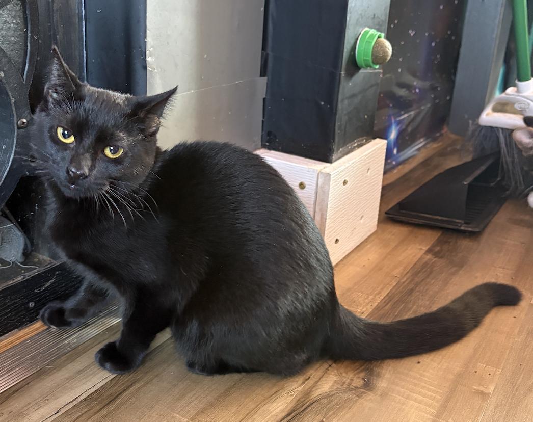 Enlarge Felonious Monk, a ADOPTABLE Domestic Short Hair in Asheville, NC image 1/1