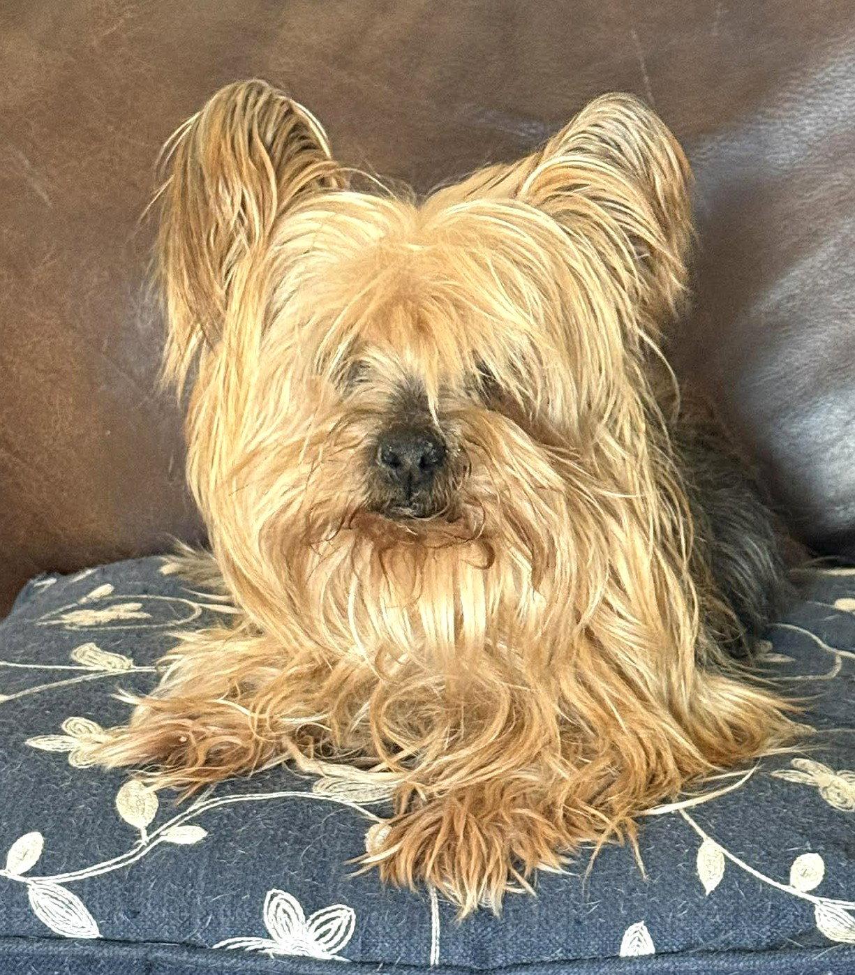 Tammy TX, Adoptable, Senior Female Yorkshire Terrier.