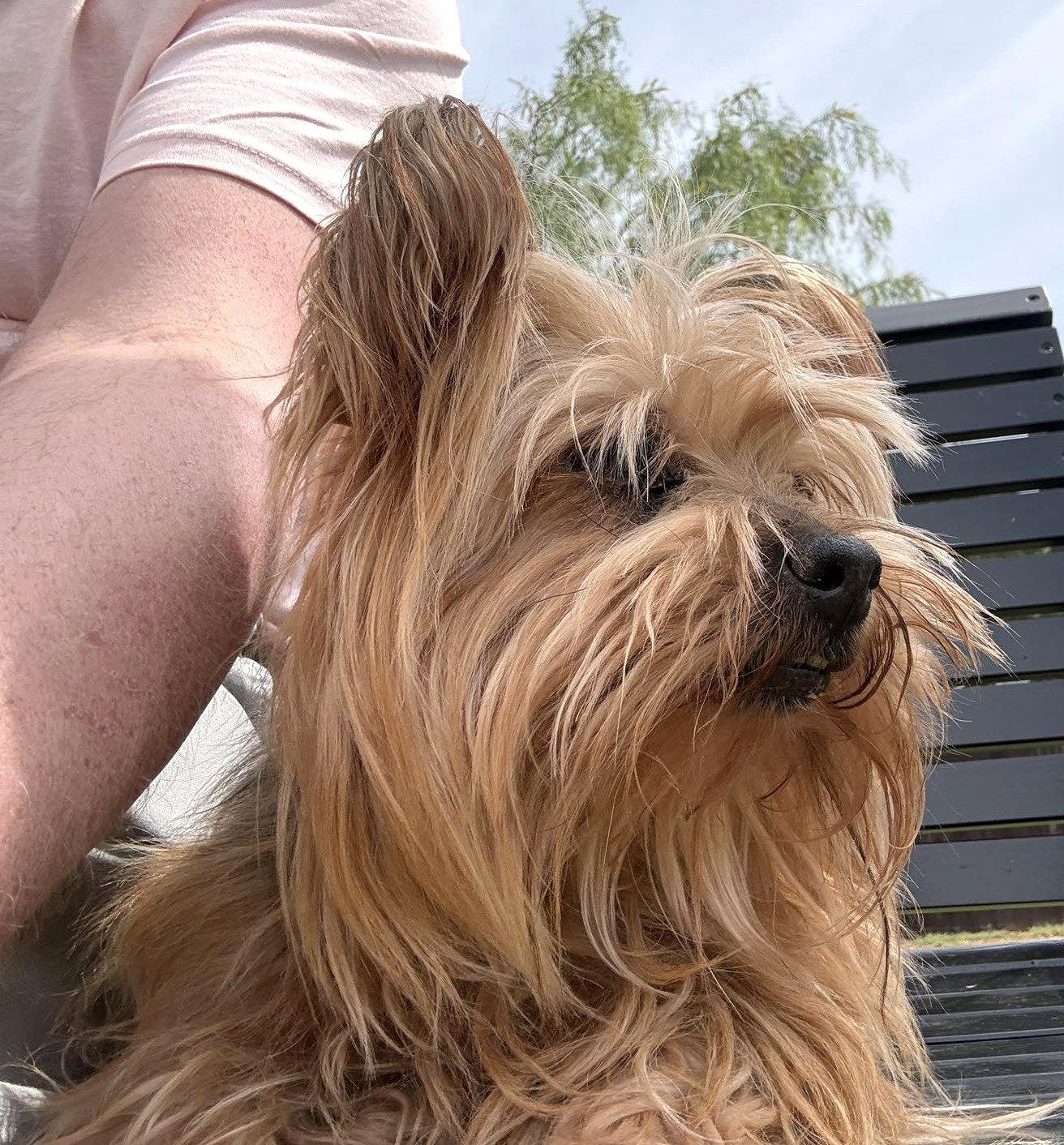 Tammy TX, Adoptable, Senior Female Yorkshire Terrier.