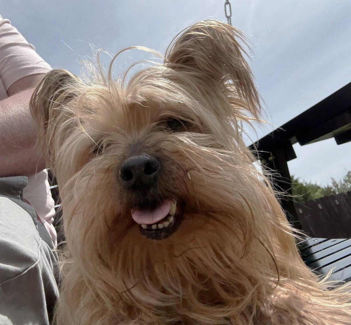 Tammy TX, a Adoptable Yorkshire Terrier in Boonton, NJ image 3/3