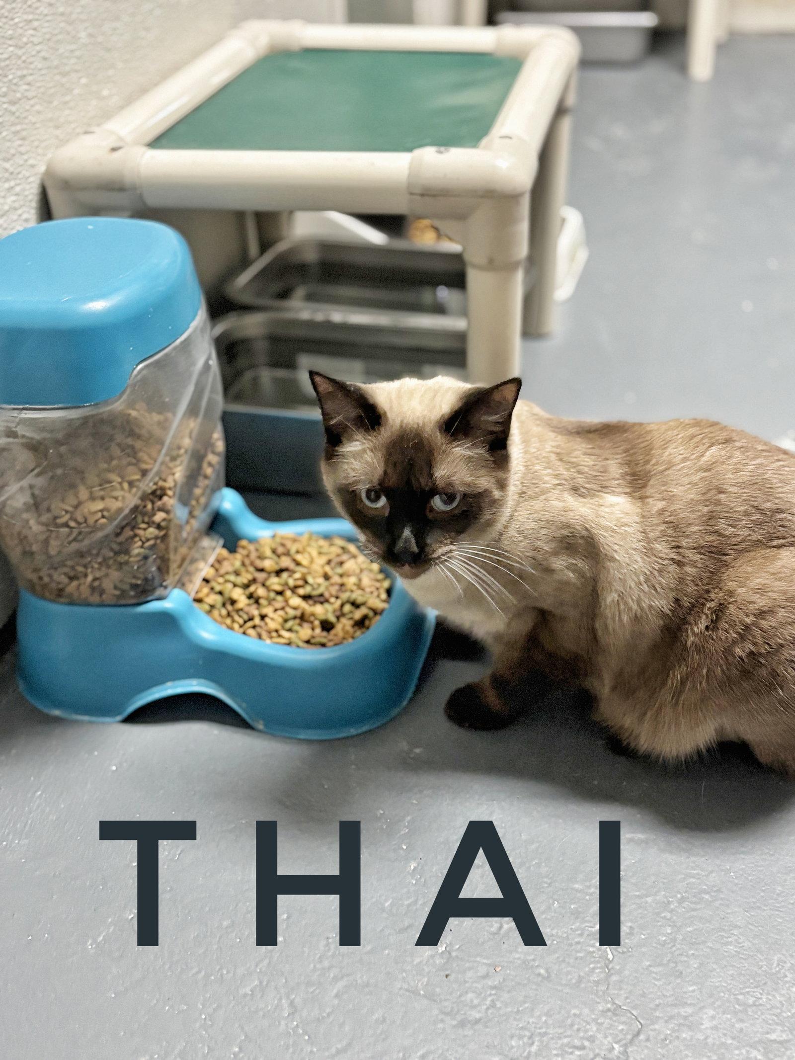 Thai - CCHS, Adopted, Adult Male Siamese.