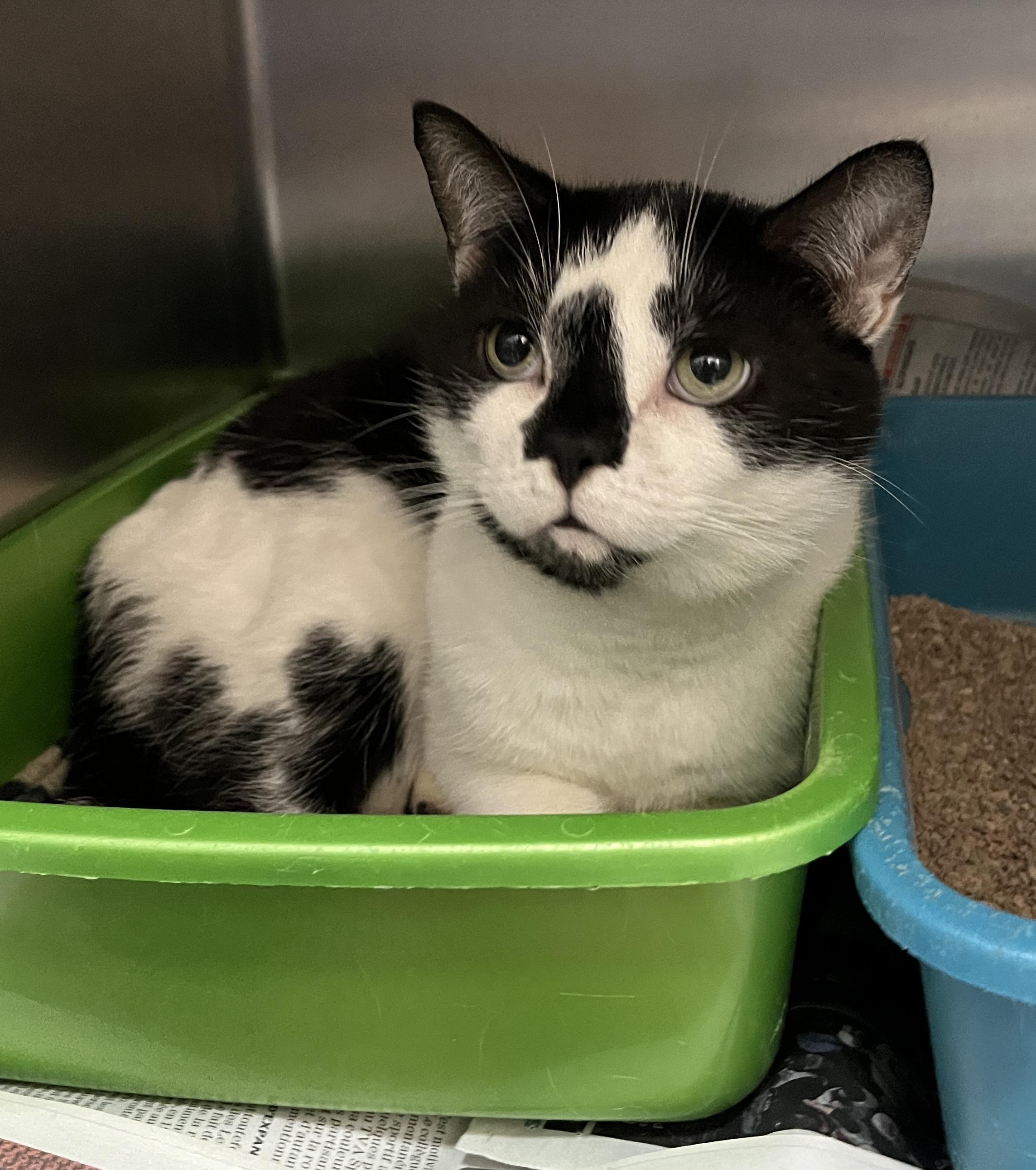 MITTENS (CR/SC), a Adoptable American Shorthair in Sainte-Angele-de-Monnoir, QC image 2/6