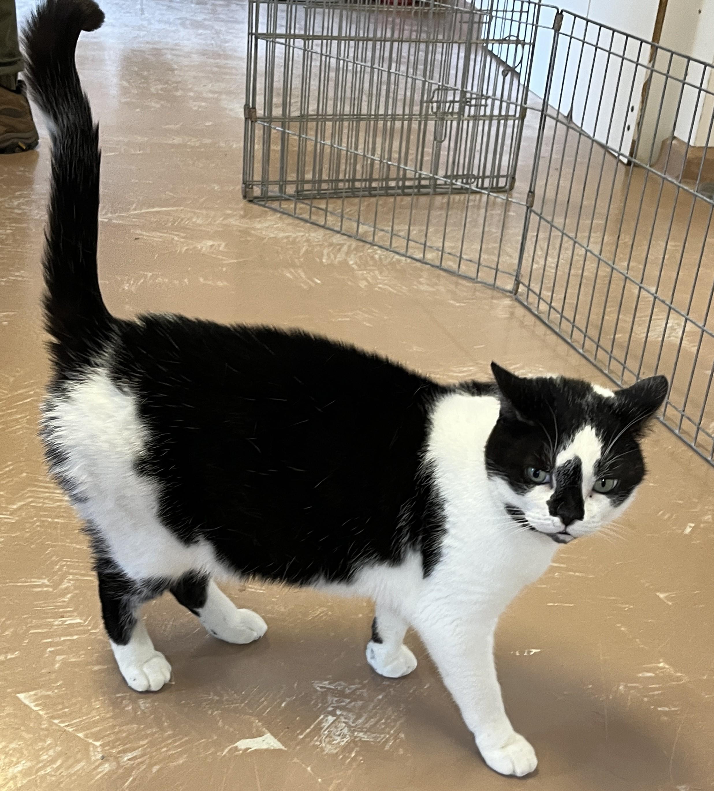 MITTENS (CR/SC), a Adoptable American Shorthair in Sainte-Angele-de-Monnoir, QC image 5/6