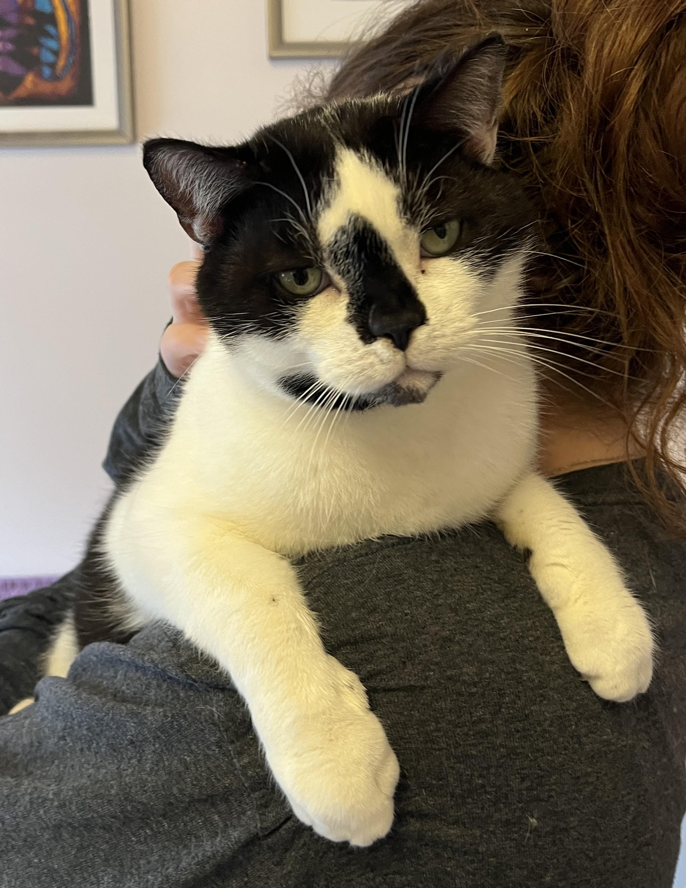 MITTENS (CR/SC), Adoptable, Adult Female American Shorthair.